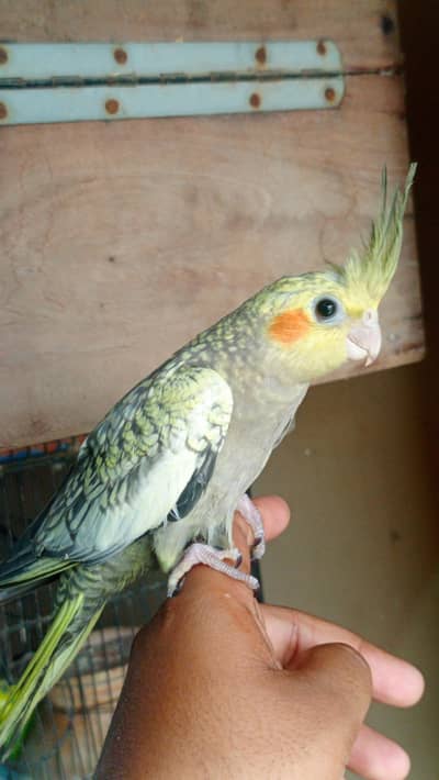 hand tame