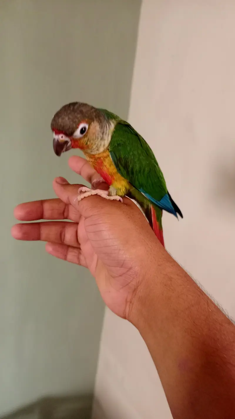 hand tame — photo 7
