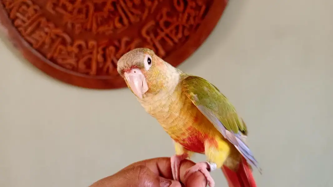 hand tame — photo 10