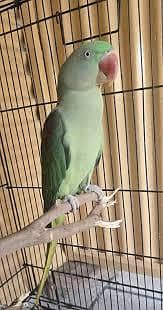 Raw parrot