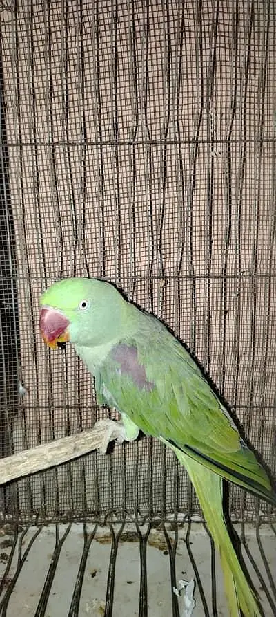 Raw parrot — photo 2