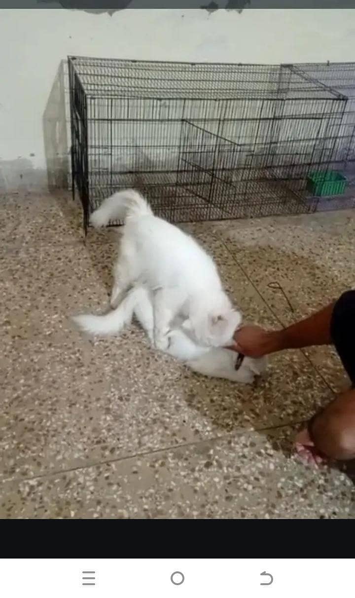 mating stud srves 2
