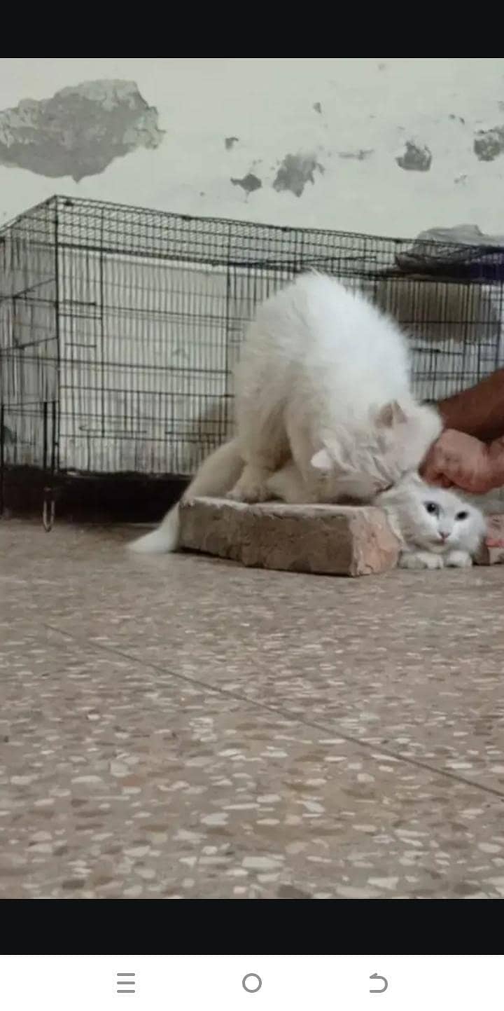 mating stud srves 3