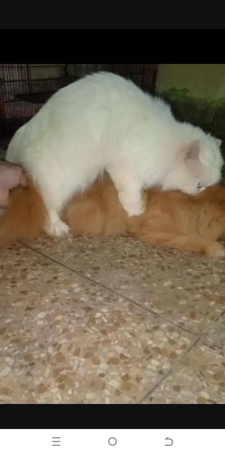 mating stud srves 5