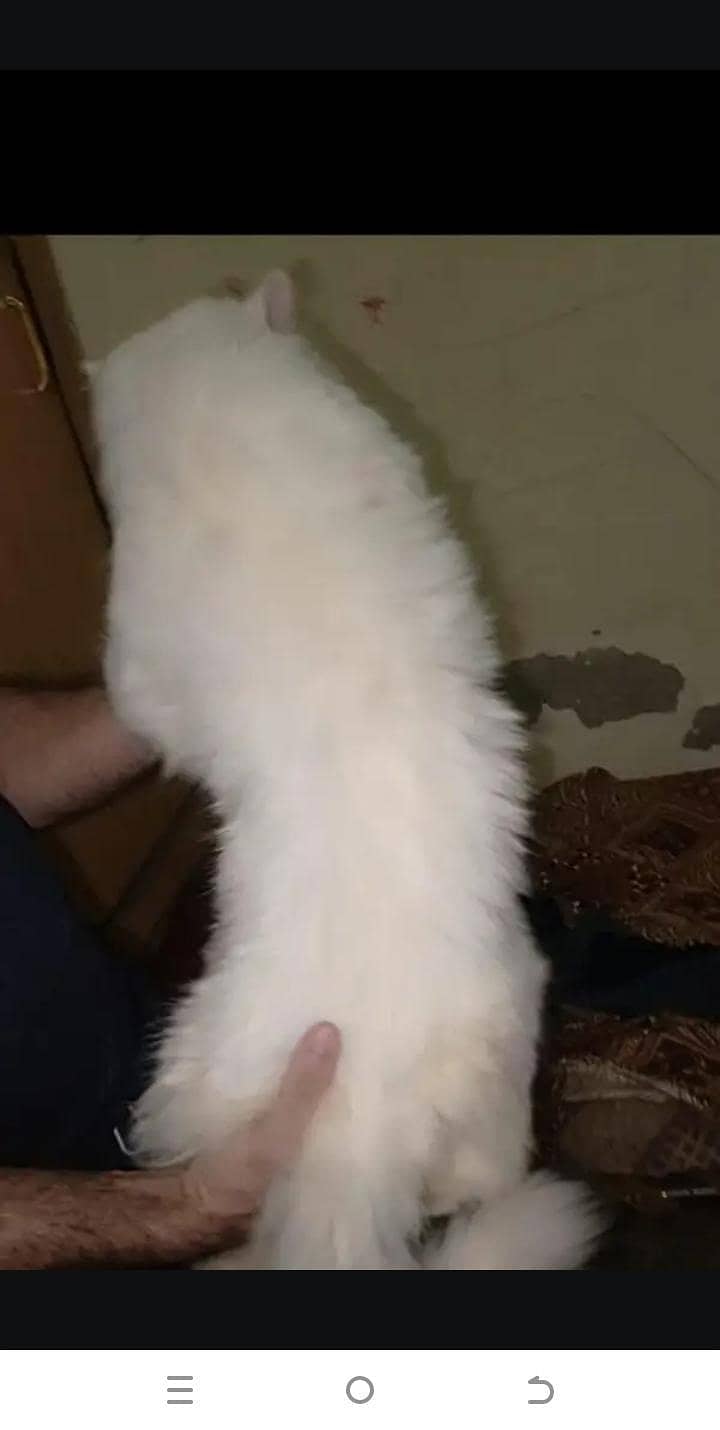 mating stud srves 7