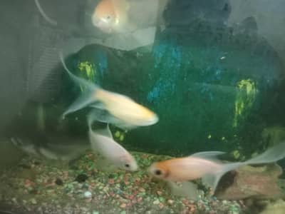 fishes for sale all active