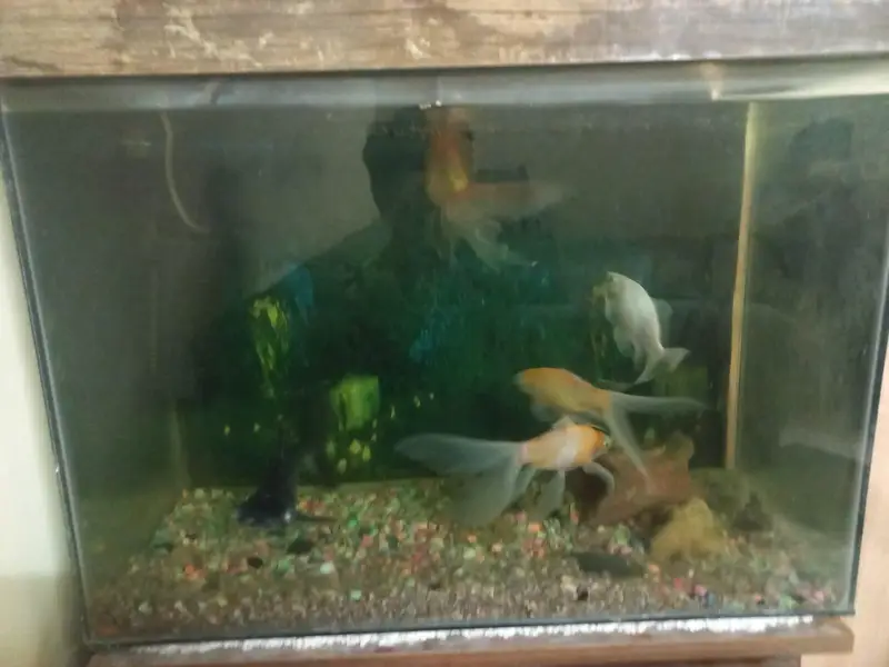fishes for sale all active — photo 2