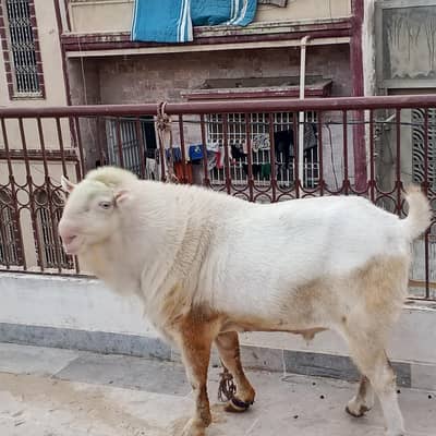 pure gulabi Teddi male