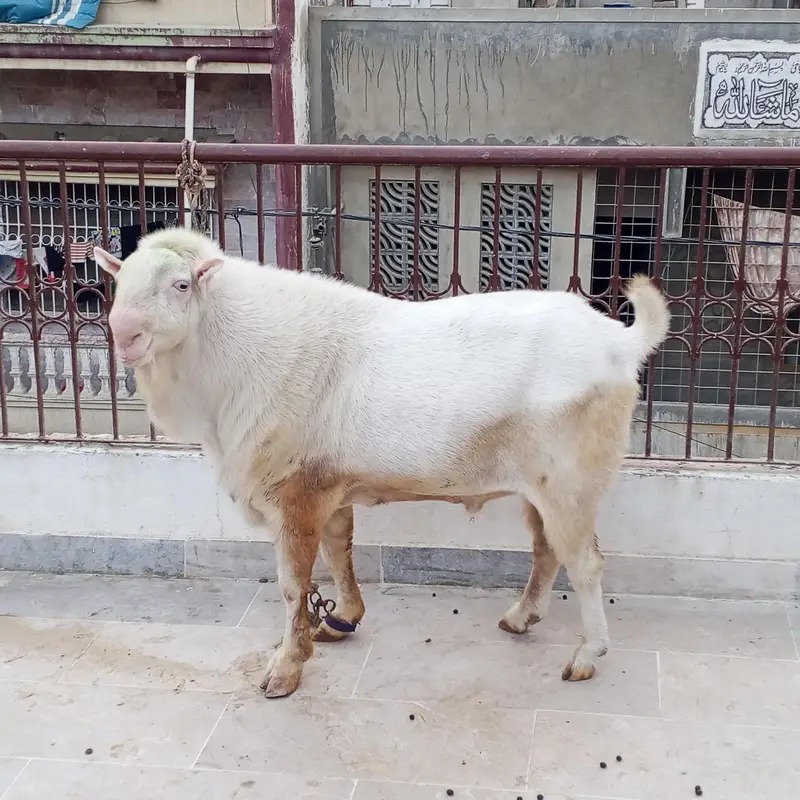pure gulabi Teddi male — photo 2