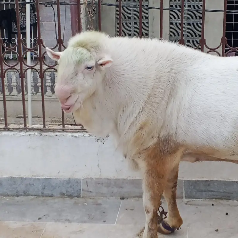 pure gulabi Teddi male — photo 3