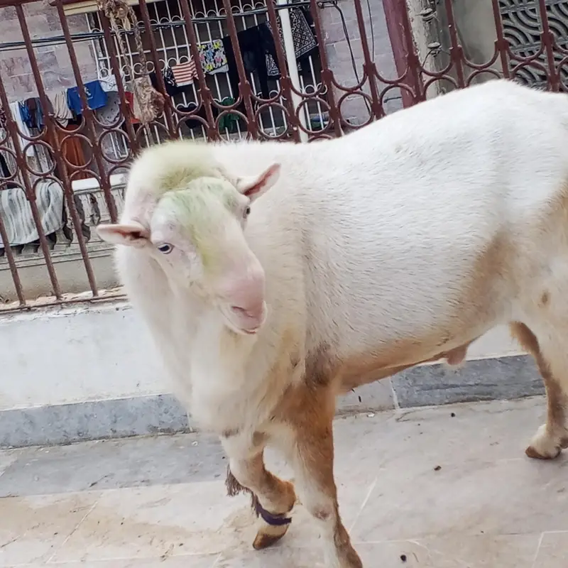 pure gulabi Teddi male — photo 4