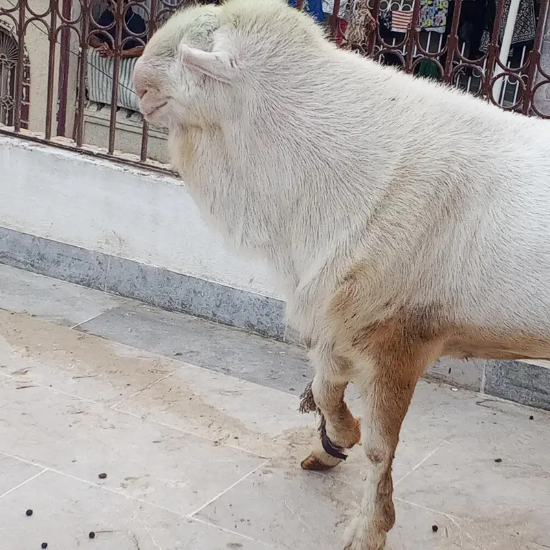 pure gulabi Teddi male — photo 5