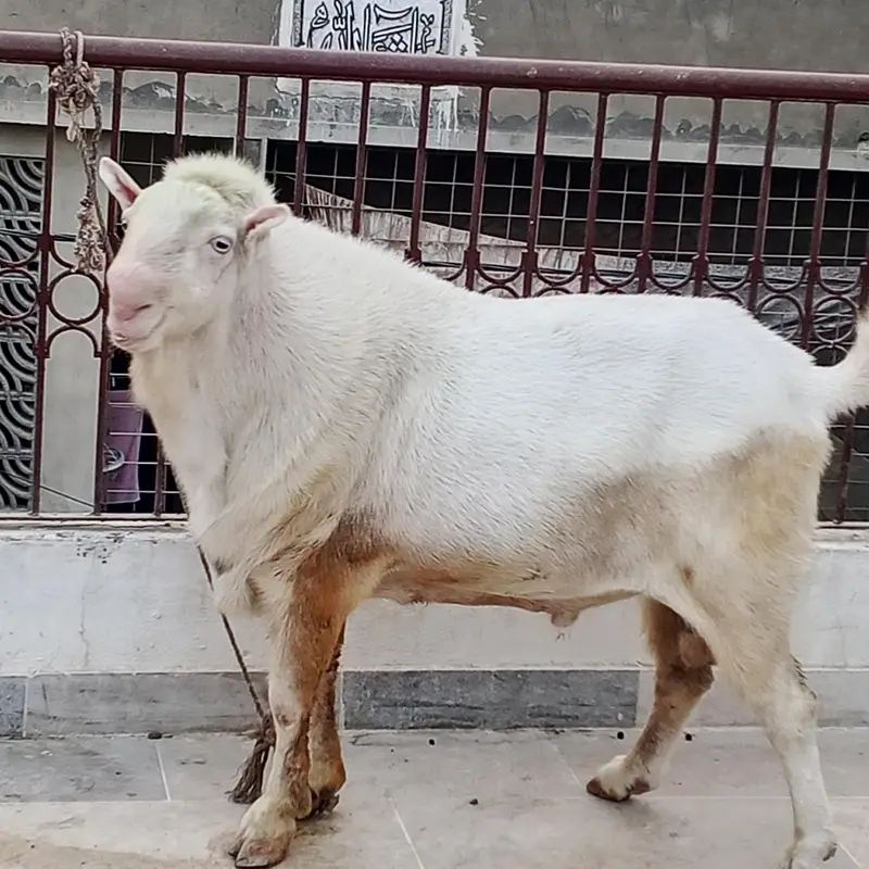 pure gulabi Teddi male — photo 6