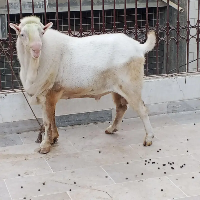 pure gulabi Teddi male — photo 7