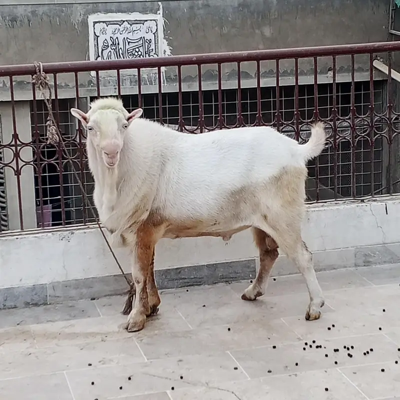 pure gulabi Teddi male — photo 8