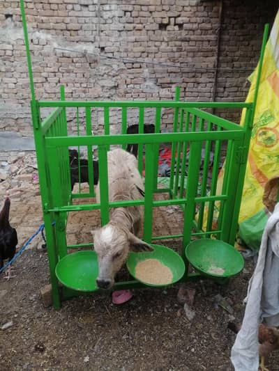 calf cage for sale