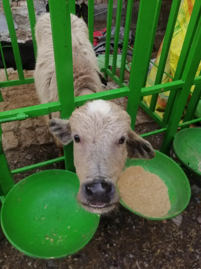 calf cage for sale — photo 2