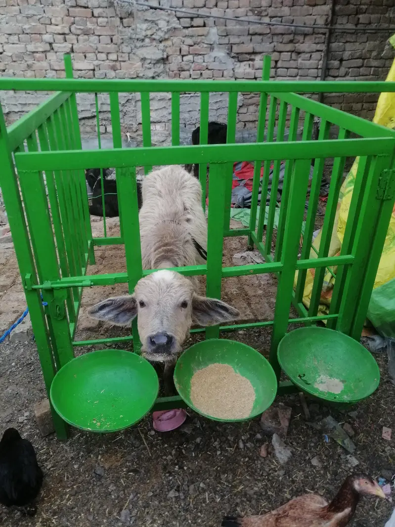 calf cage for sale — photo 3