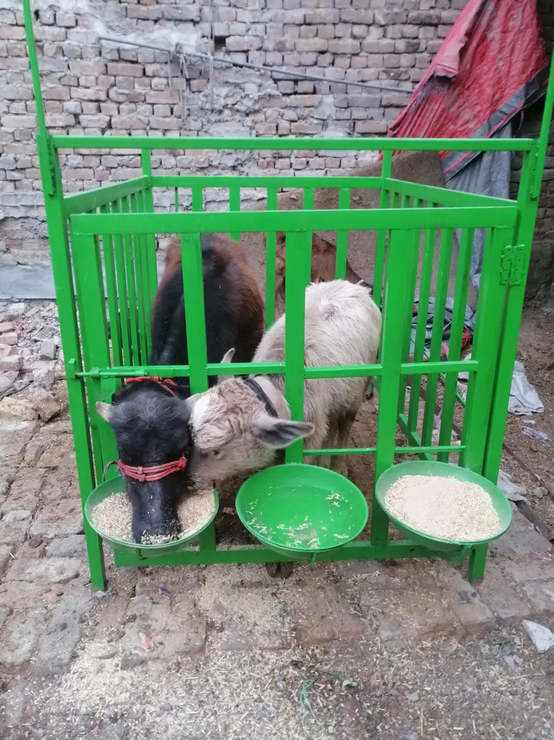 calf cage for sale — photo 4