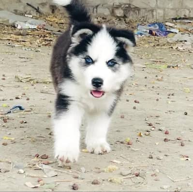 Siberian husky for sale 0346+4647+379