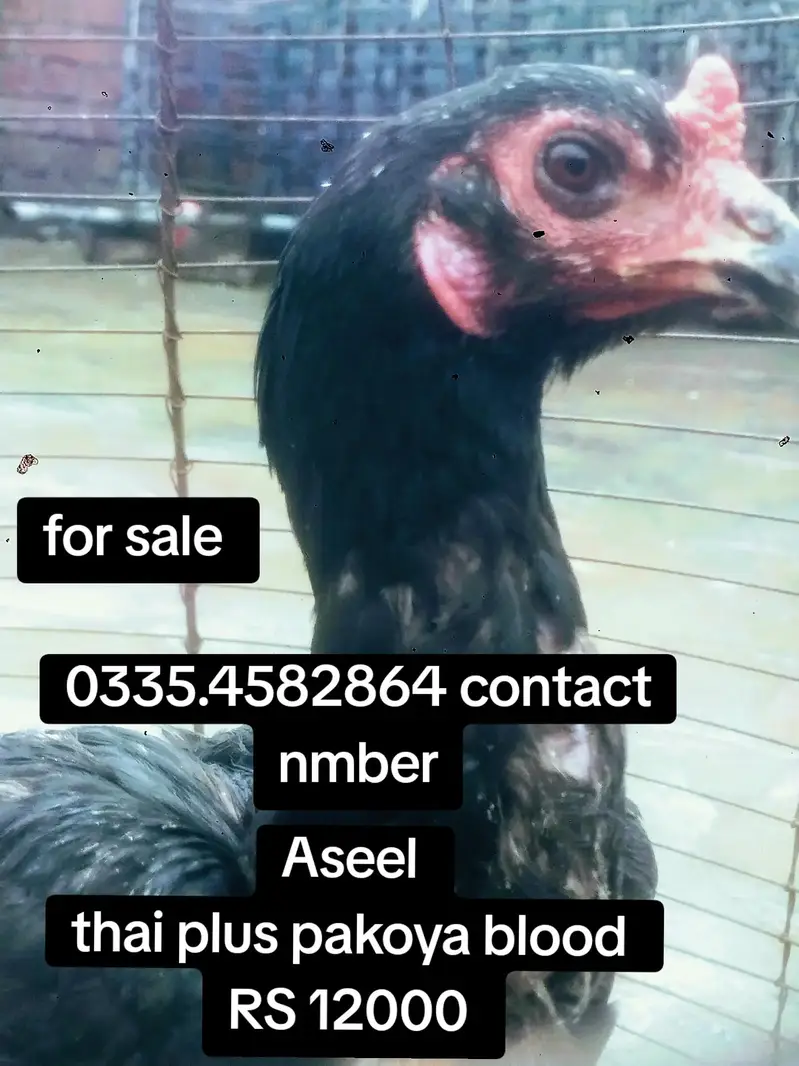 aseel bread — photo 4
