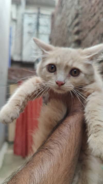 cats 