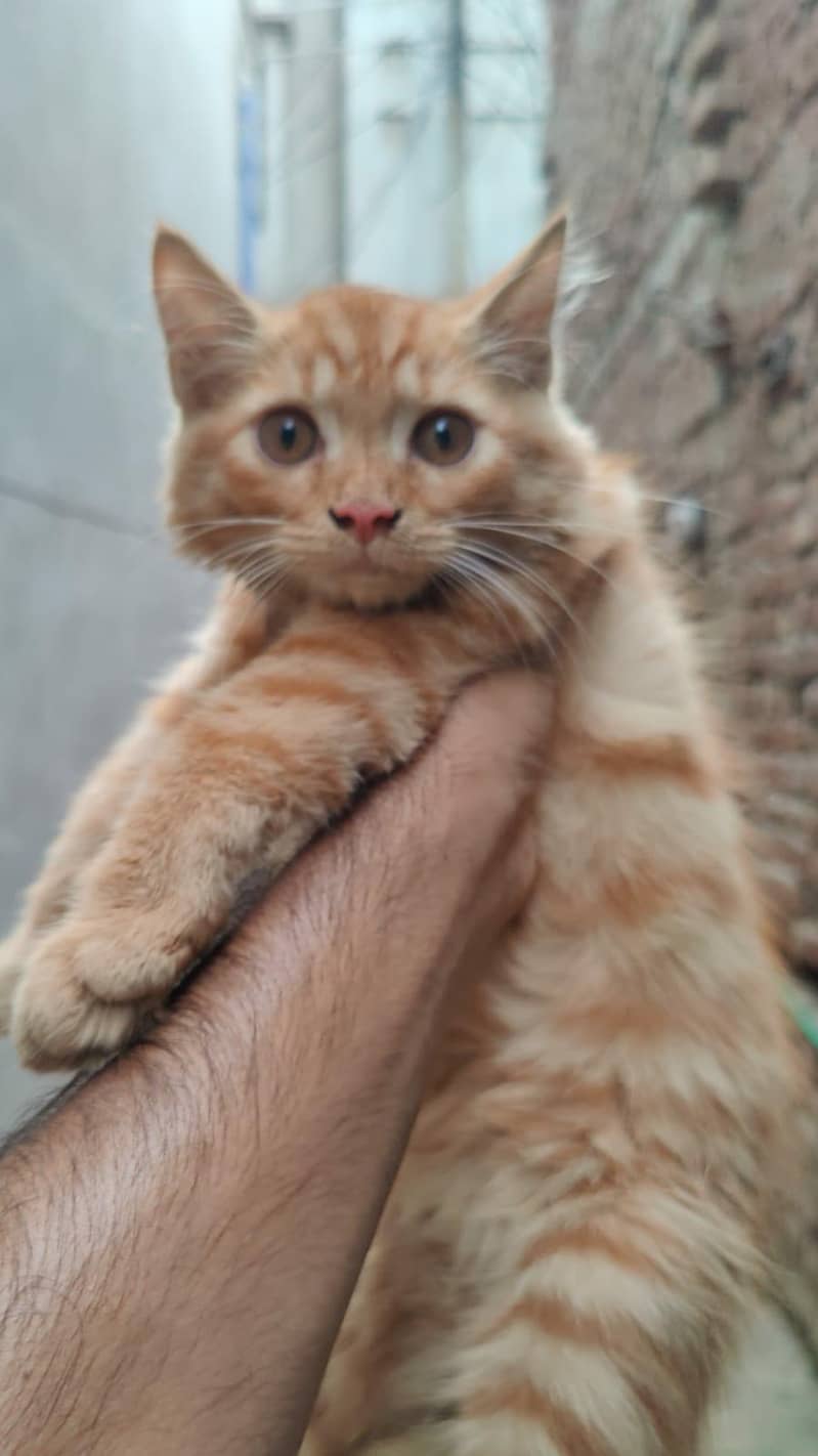 cats  1
