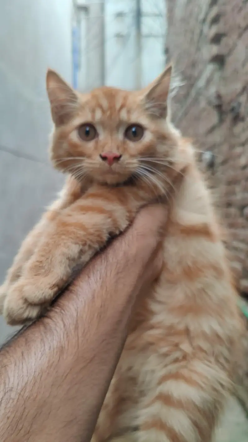 cats  — photo 2