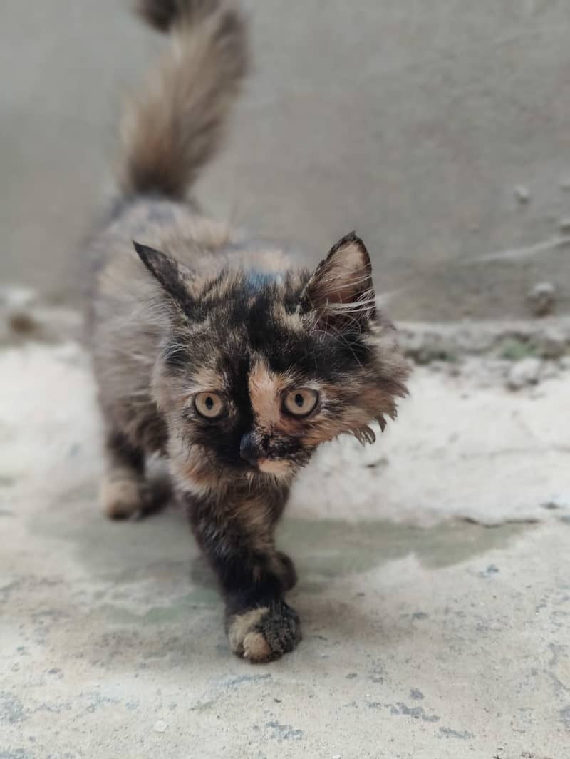 cats  2