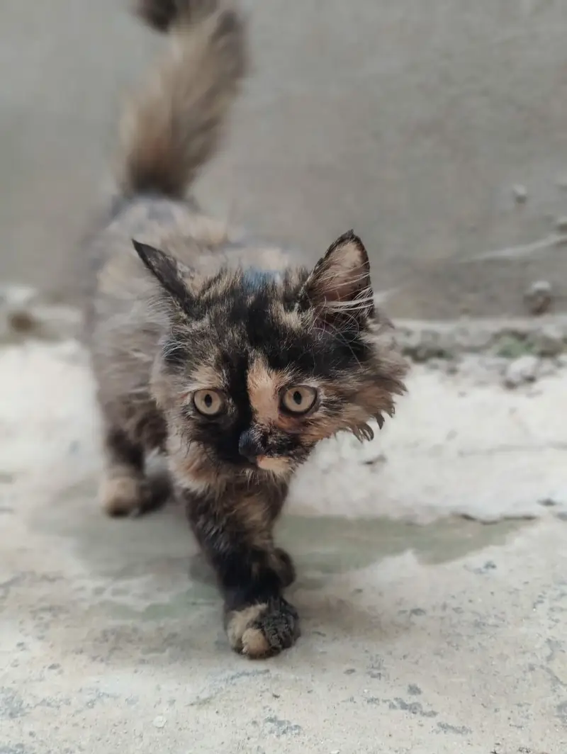 cats  — photo 3