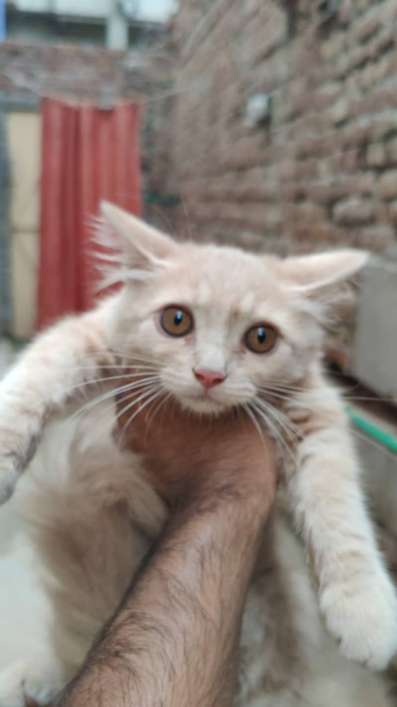 cats  3