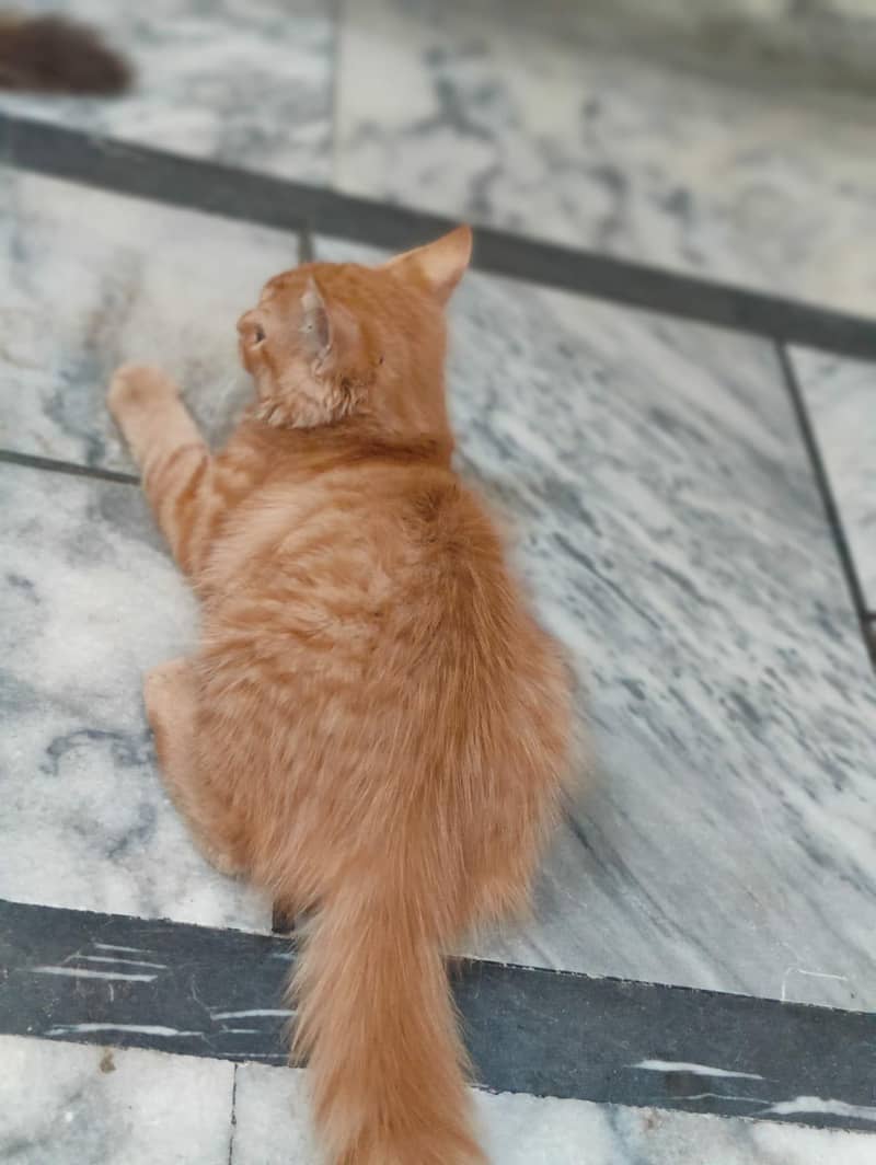 cats  4