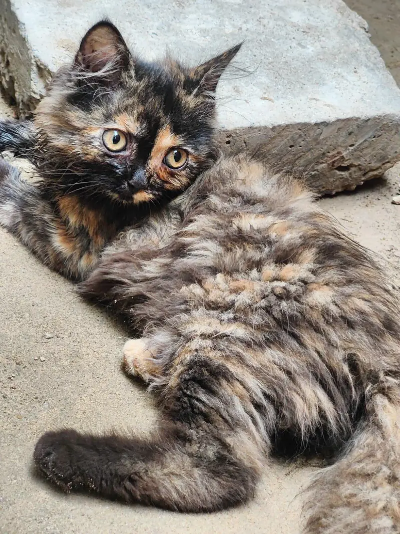 cats  — photo 7