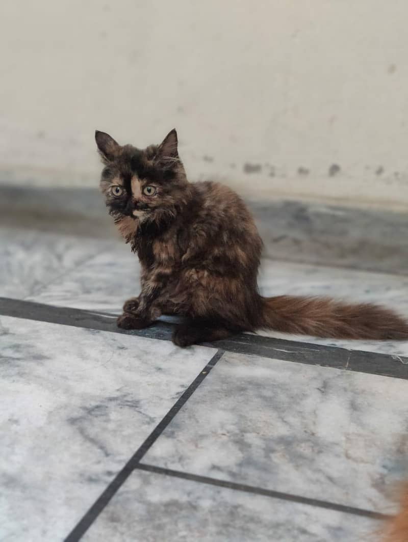 cats  7