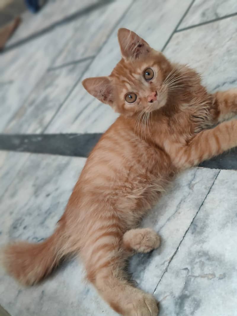 cats  8