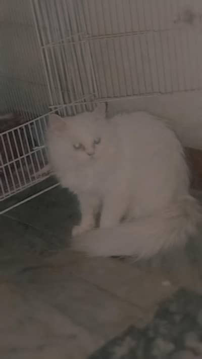 Persian cat female for sale