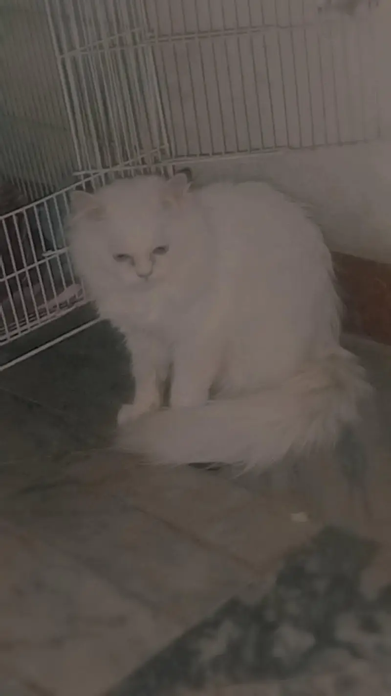Persian cat female for sale — photo 2