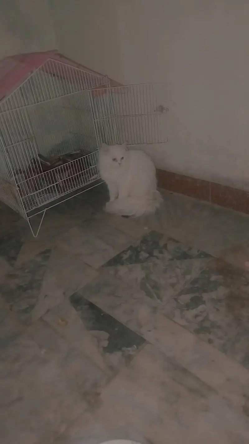 Persian cat female for sale — photo 3