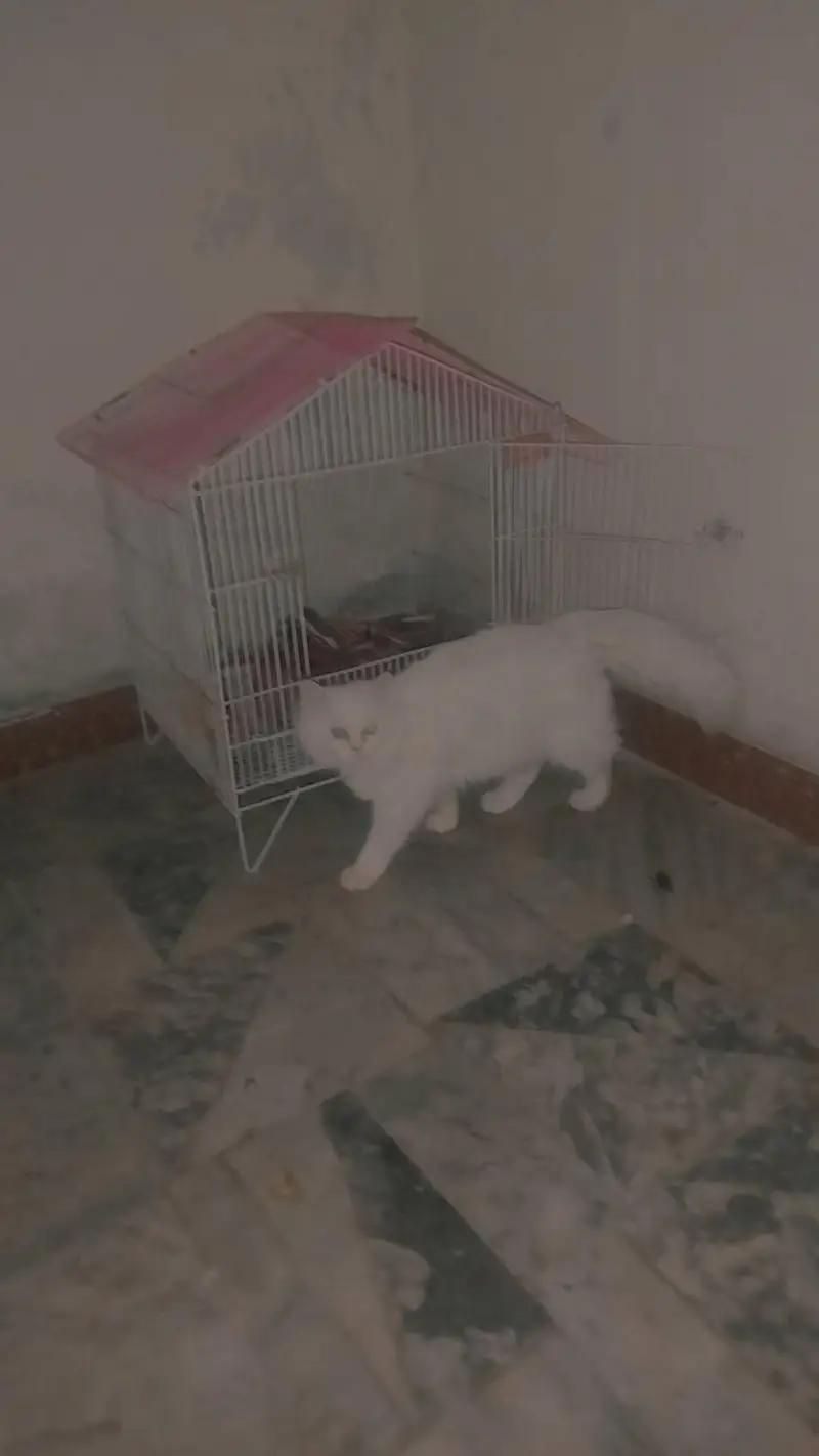 Persian cat female for sale — photo 4