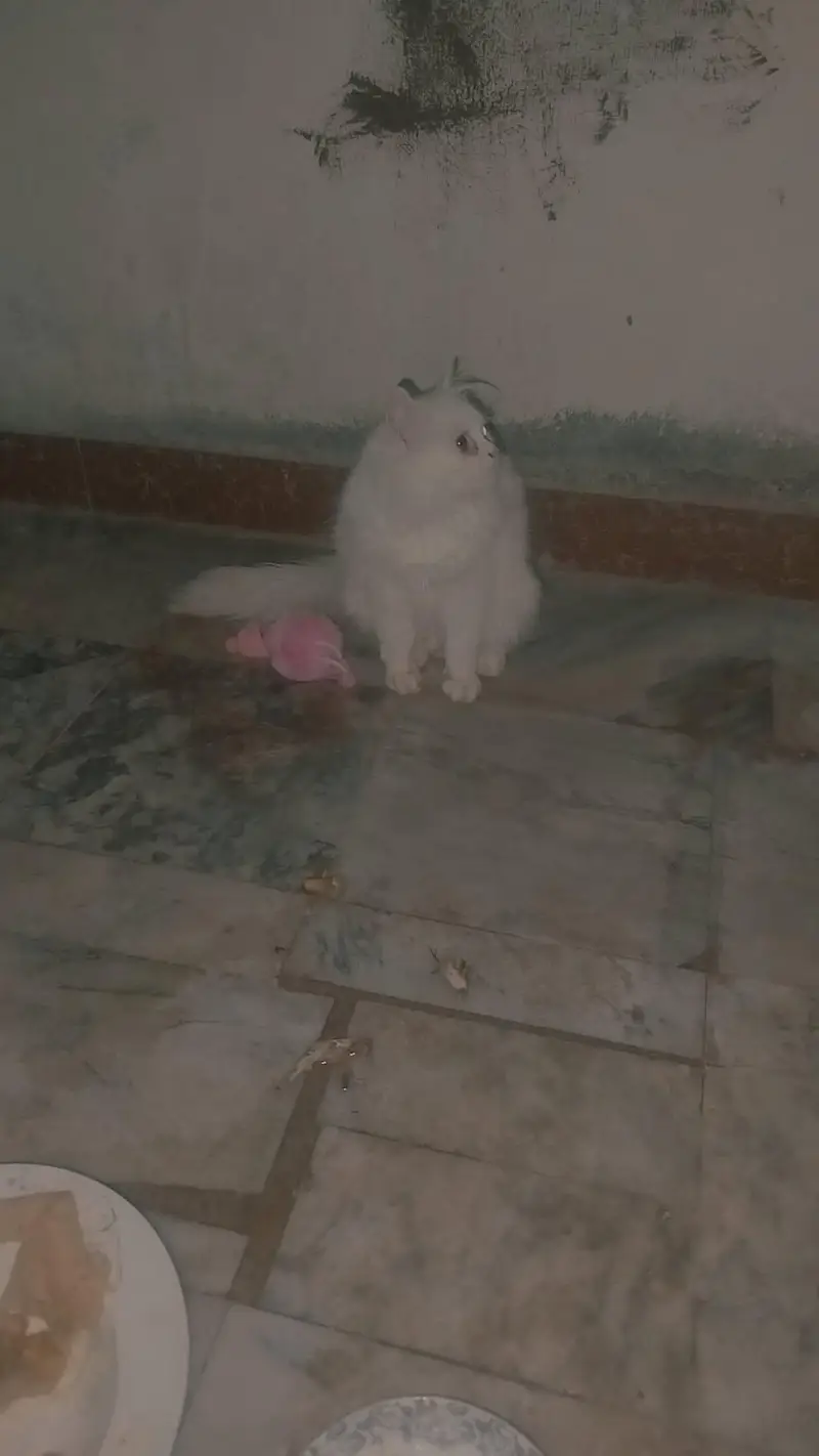 Persian cat female for sale — photo 5