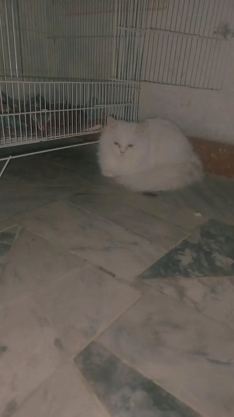 Persian cat female for sale — photo 6