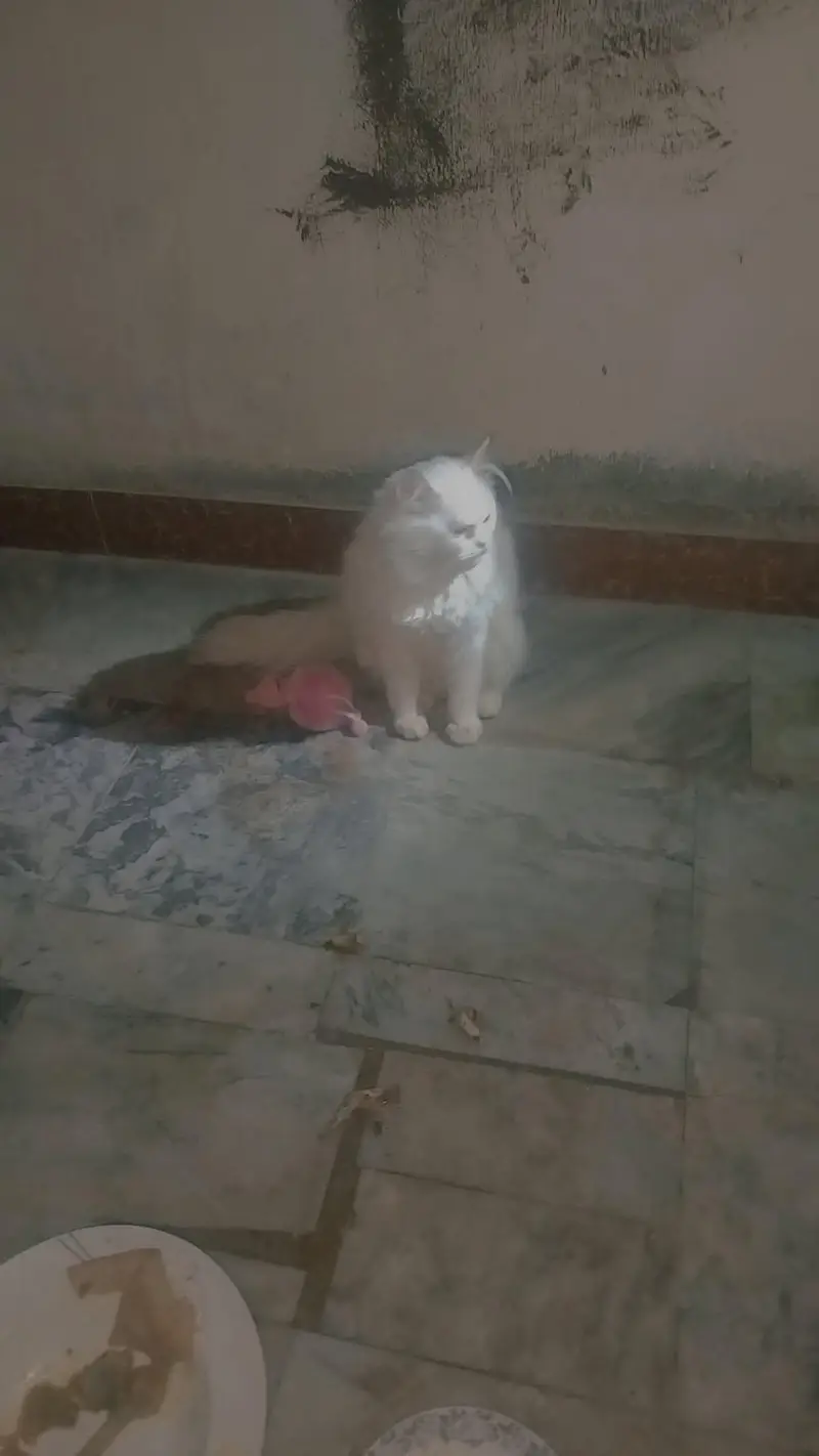Persian cat female for sale — photo 7