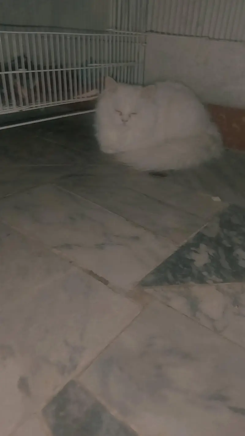 Persian cat female for sale — photo 8