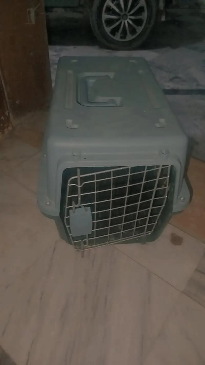 Persian cat female for sale — photo 10