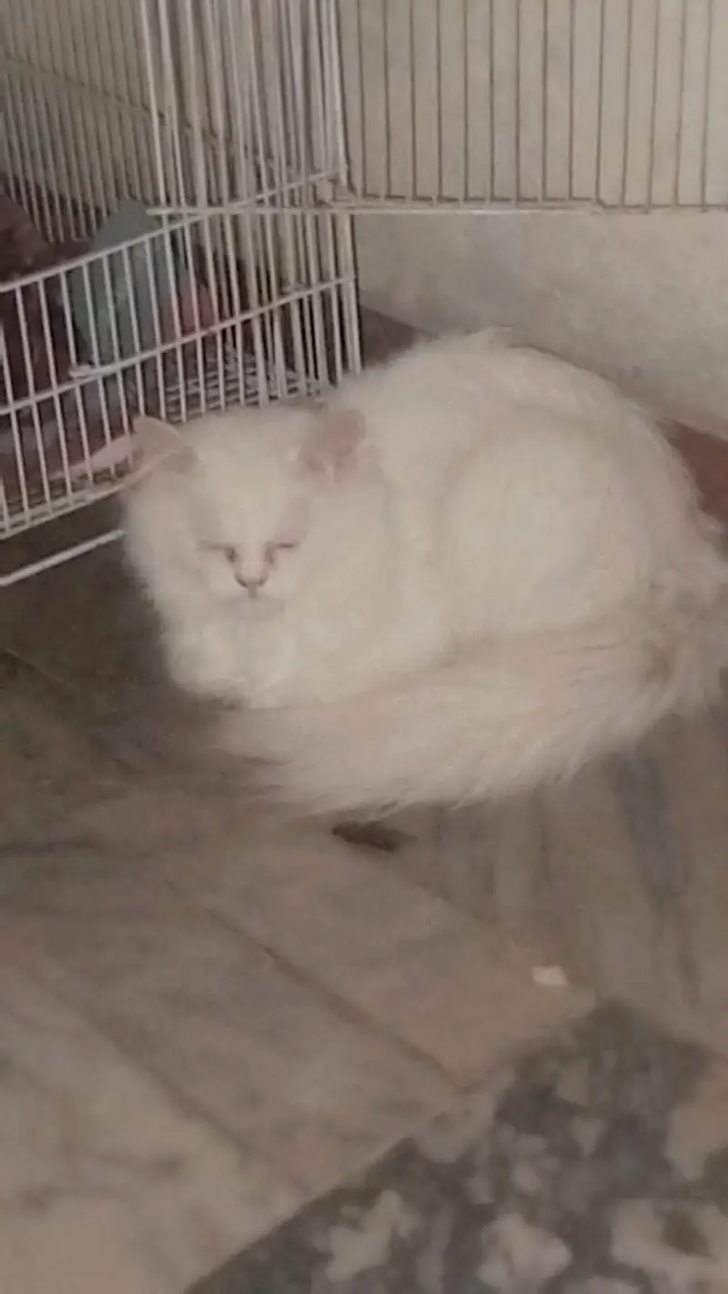 Persian cat female for sale — photo 11