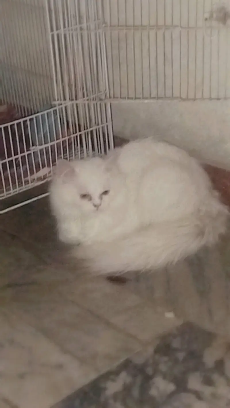 Persian cat female for sale — photo 12