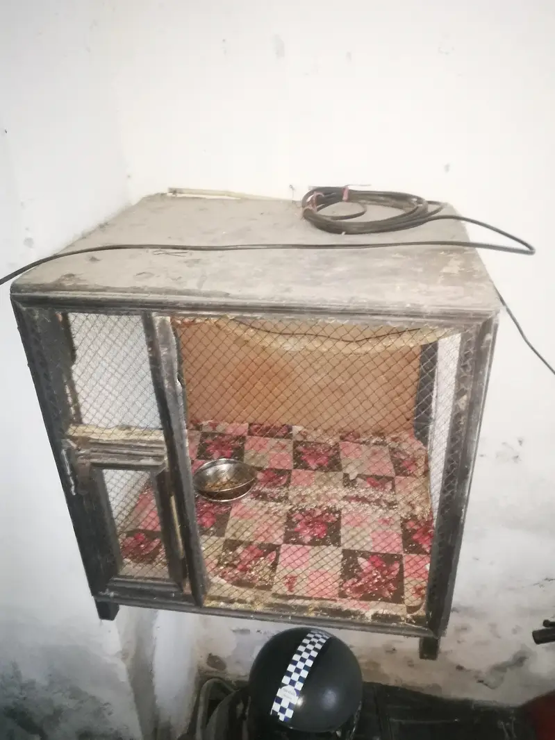 CHANCE WALA CAGE — photo 2