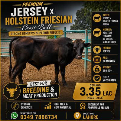 Bull for Sale | Jersey and Holestian Freisian Cross | Angus Bull