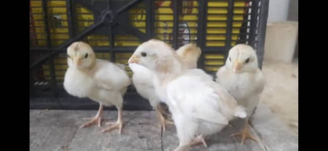 Heera Aseel chickes