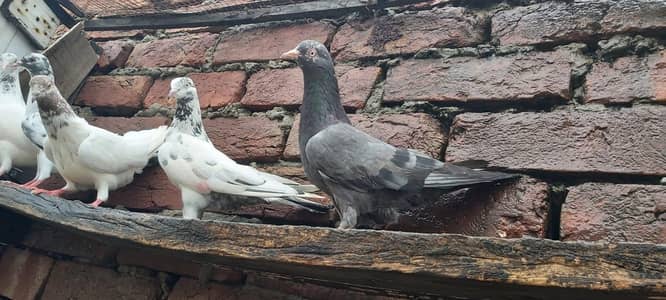 Sabaz chenay jhinsiry lakhay parvazi kabotar for sale